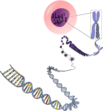 cadena de ADN